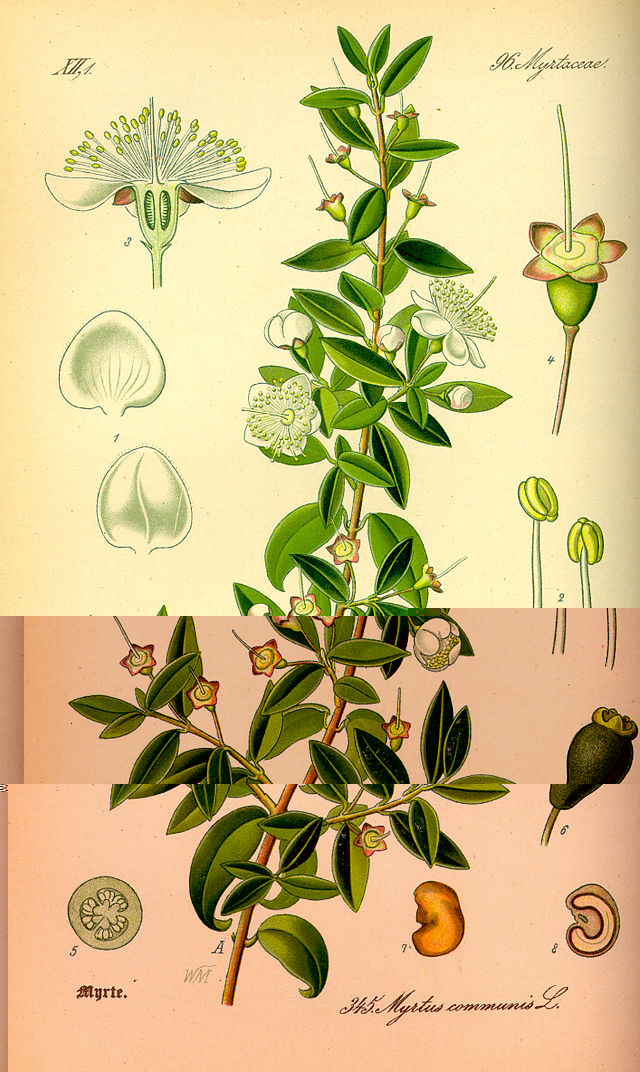 640px-Illustration_Myrtus_communis0.jpg