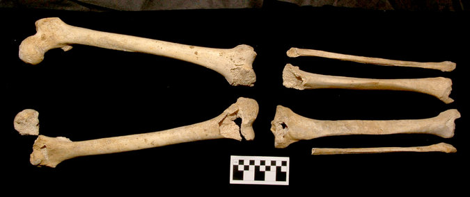 Philip tomb 1 leg bones of female with holes.jpg